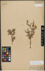 Foto von Salix triandra subsp. amygdalina (L.) Schübl. & G. Martens